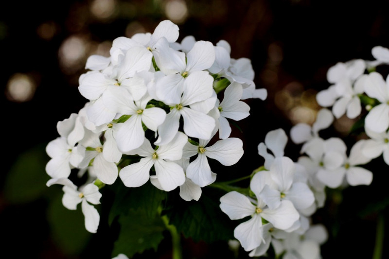 Wilde-Judaspenning - Bloeiende-schaduwplant - Lila-bloemen - Geurende-avondbloei - Zaaddozen-voor-tuin